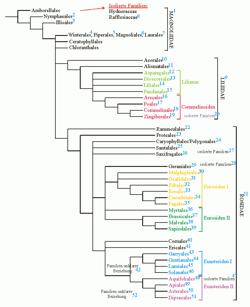 Magnoliopsida Übersicht